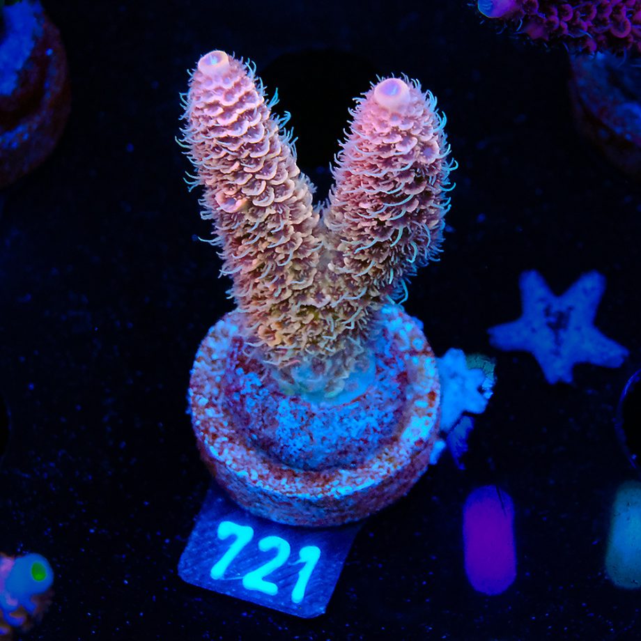 Acropora Millepora 'Rosa