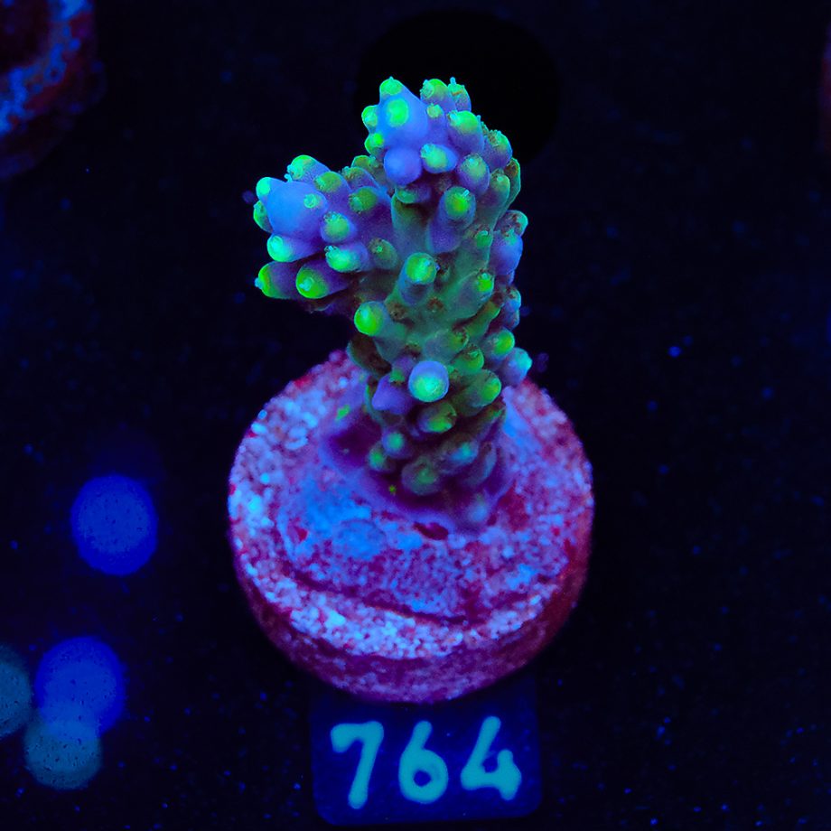 Acropora Secale