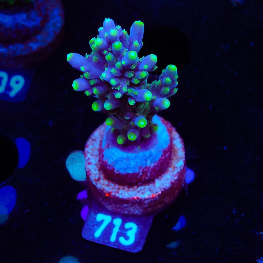 Acropora Secale