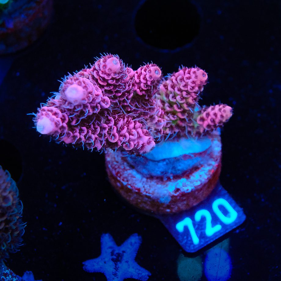 Acropora Millepora 'Pink'