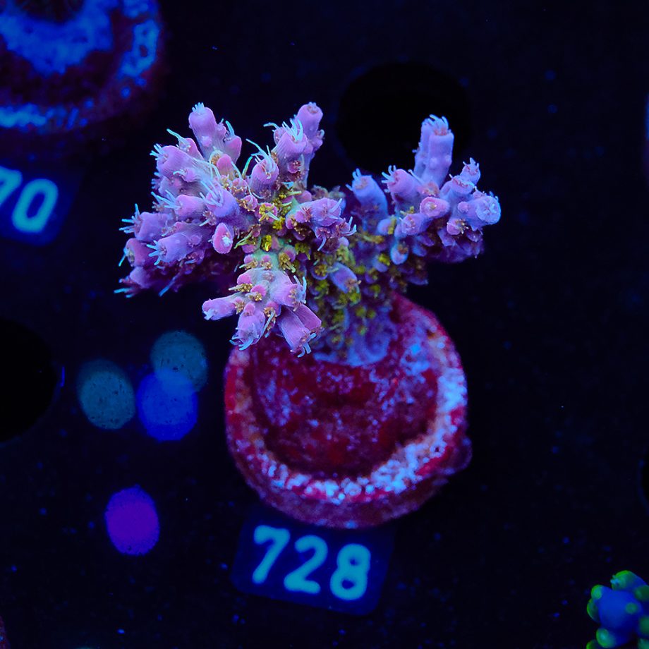 Acropora 'Confetti
