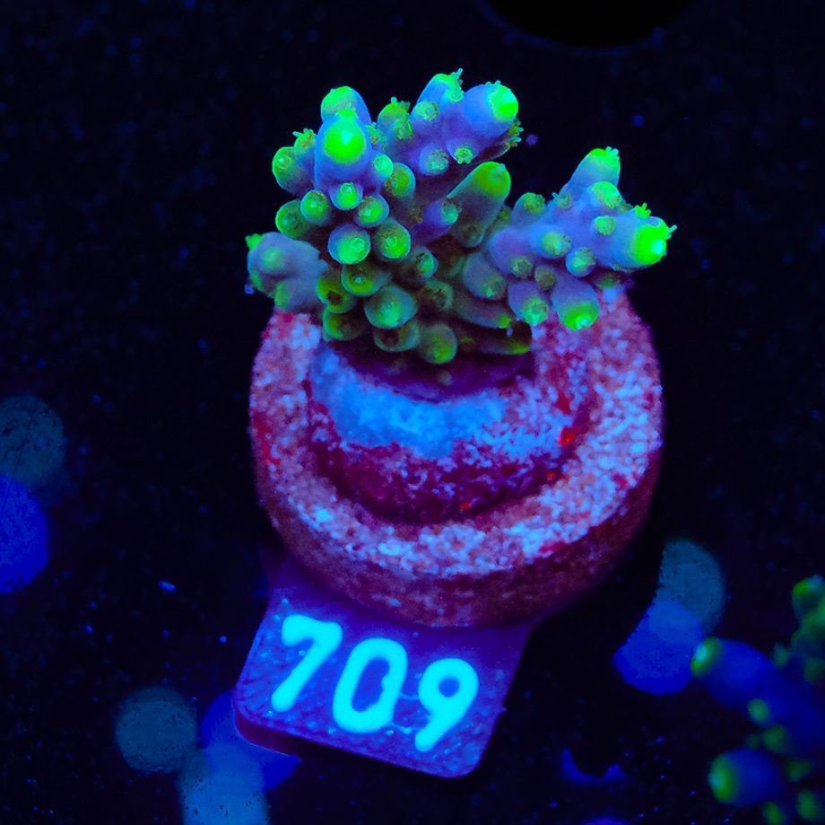 Acropora Secale