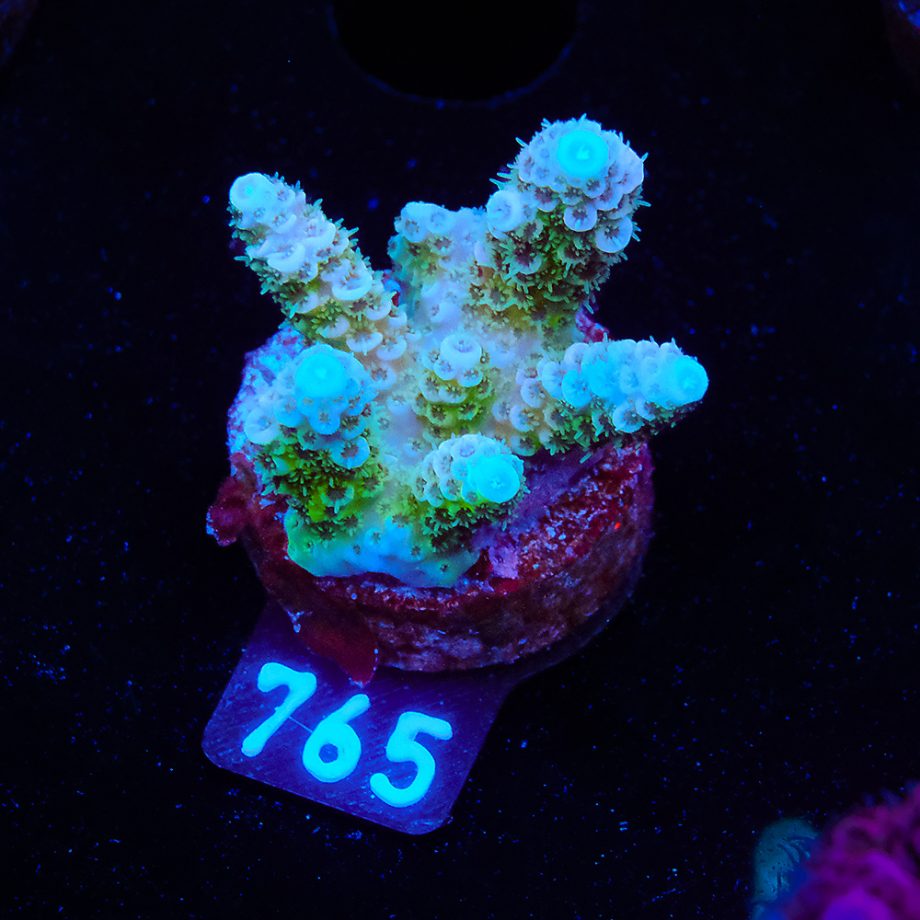 Acropora Millepora 'Blue Tips'