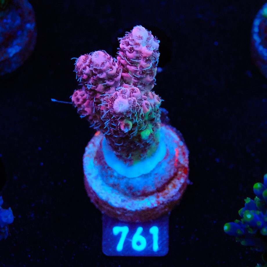 Acropora Millepora 'Rainbow'