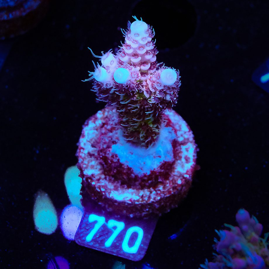 Acropora Millepora 'Rainbow' (Arco iris)