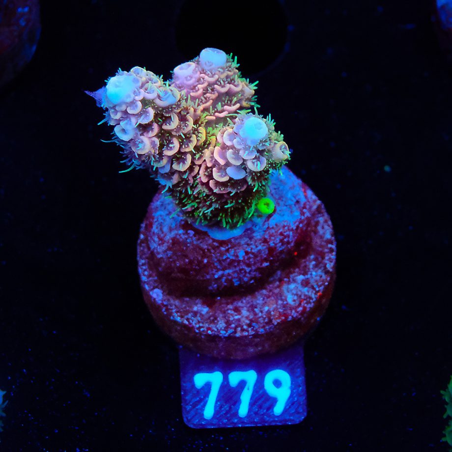 Acropora Millepora 'Rainbow' (Arco iris)