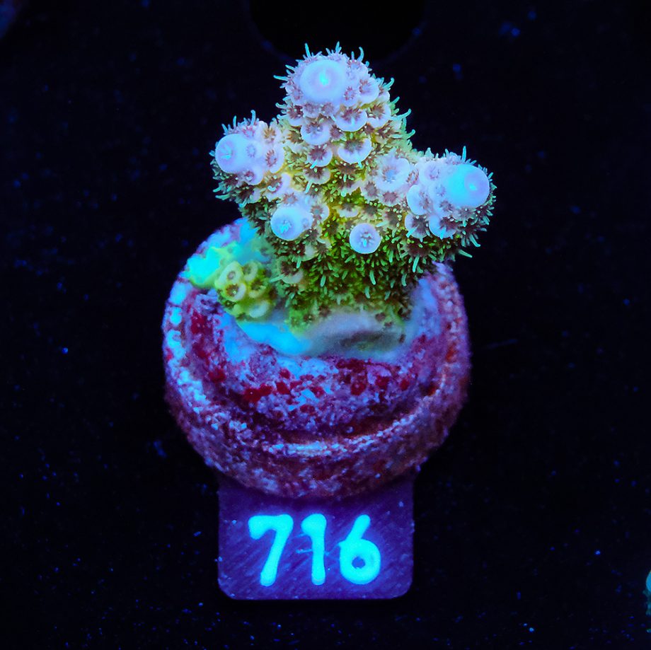 Acropora Millepora 'Blue Tips'