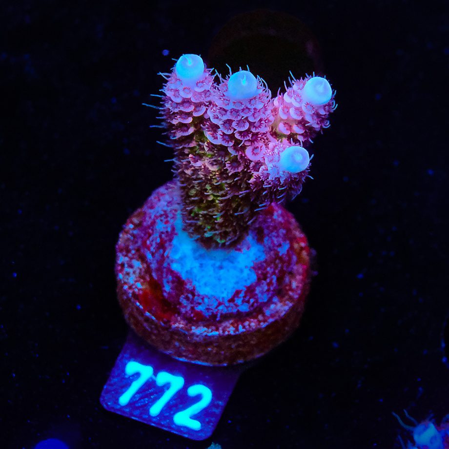 Acropora Millepora 'Rainbow' (Arco iris)