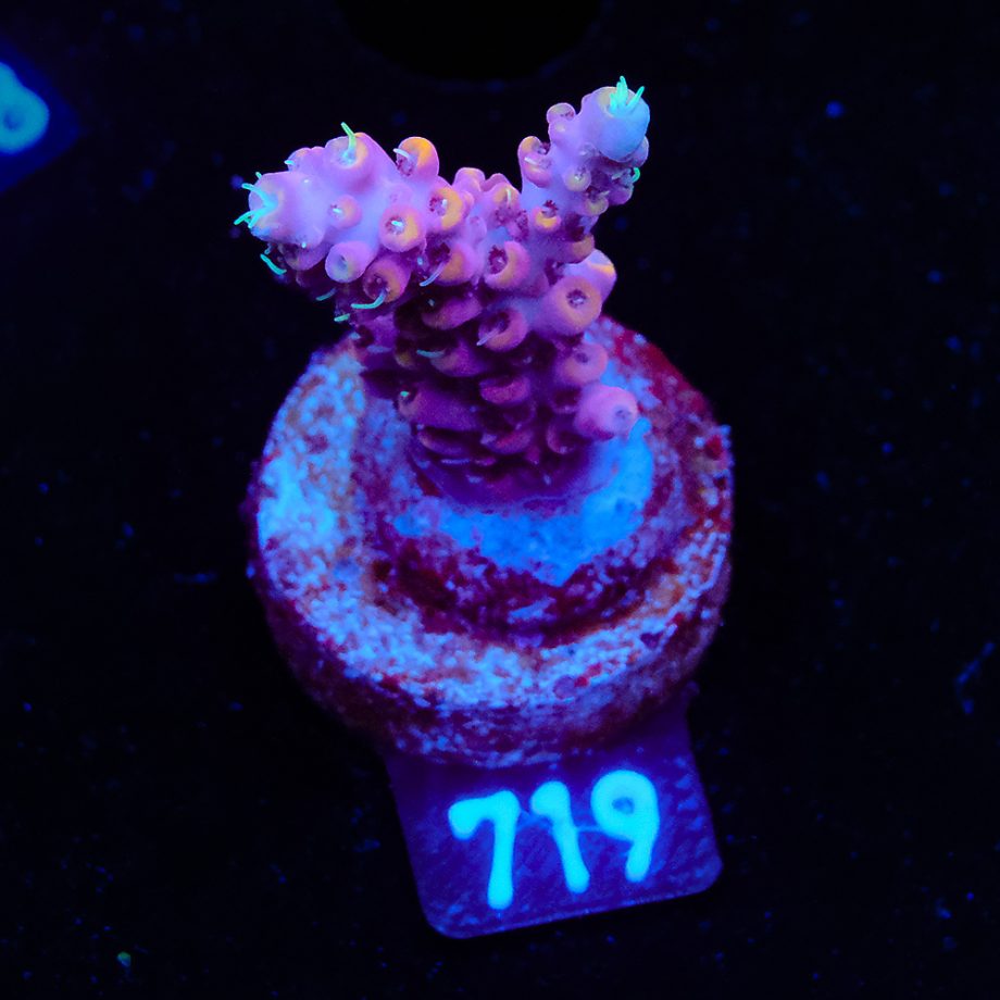 Acropora 'Purpel & Yellow'