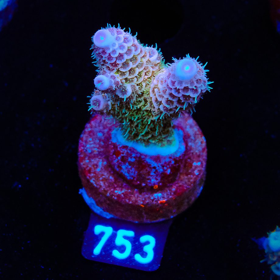 Acropora Millepora 'Blue Tips'