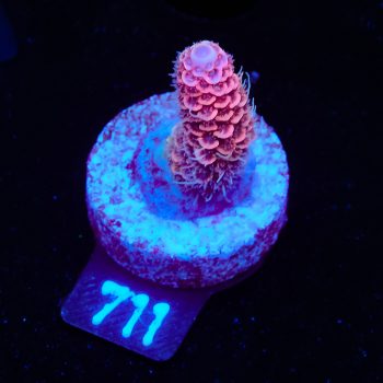 Acropora Millepora 'Pink