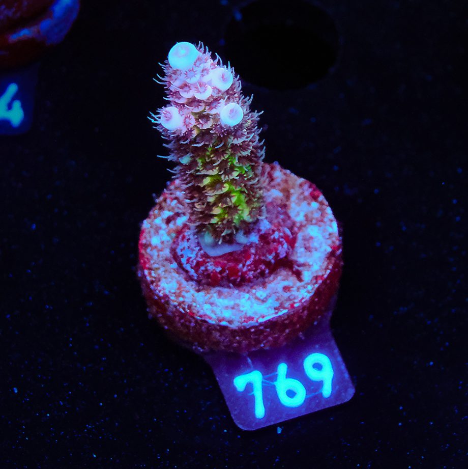 Acropora Millepora 'Rainbow'