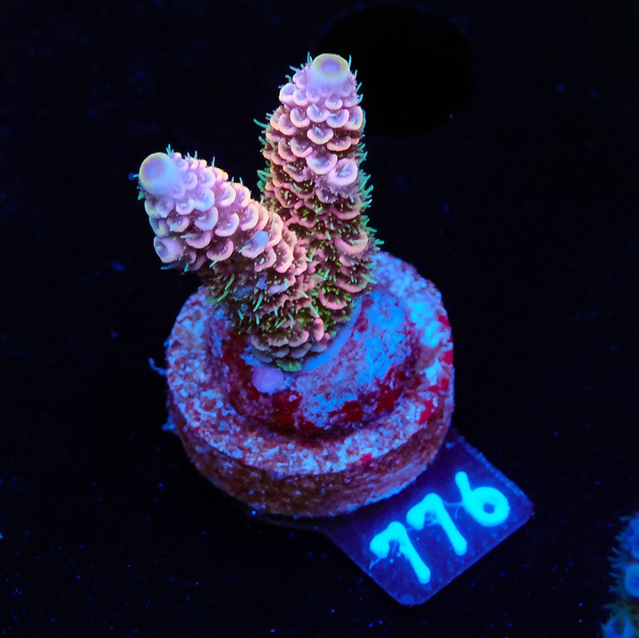 Acropora Millepora 'Rainbow'