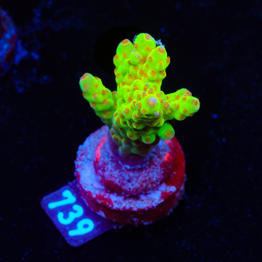 Acropora 'Wonderland'