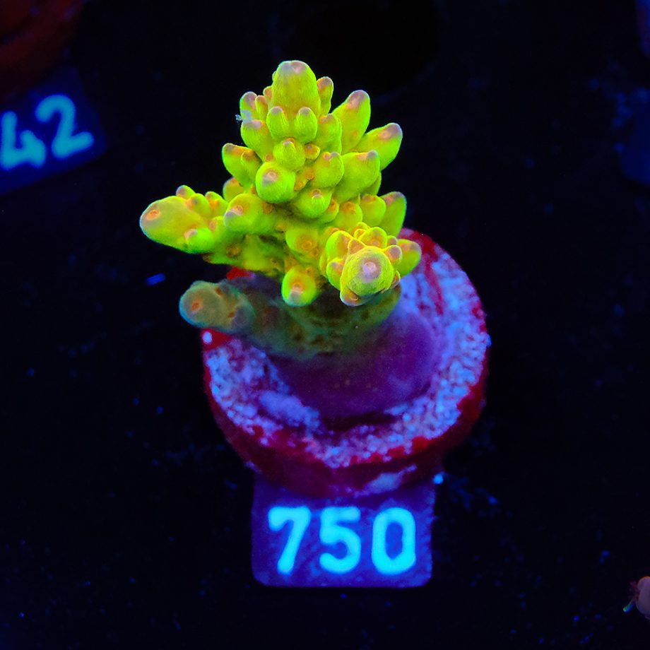 Acropora 'Wonderland'