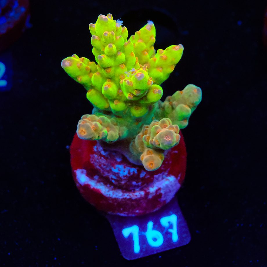 Acropora 'Wonderland'