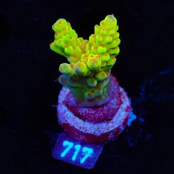 Acropora 'Wonderland'