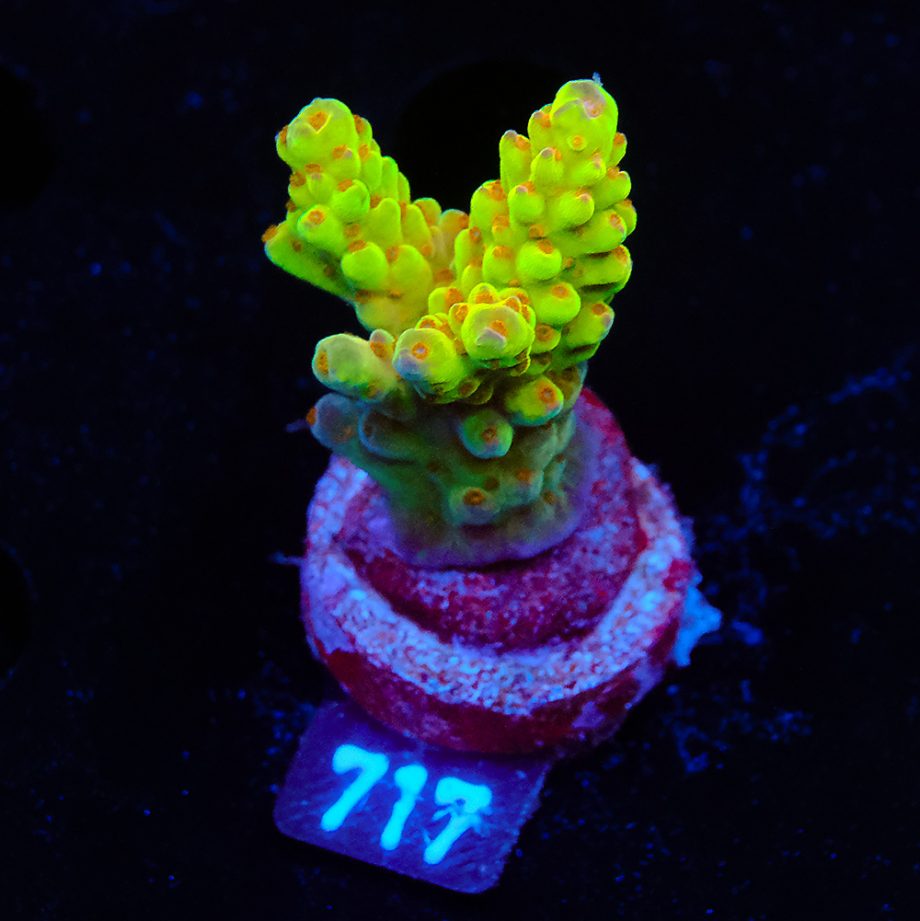 Acropora 'Wonderland'