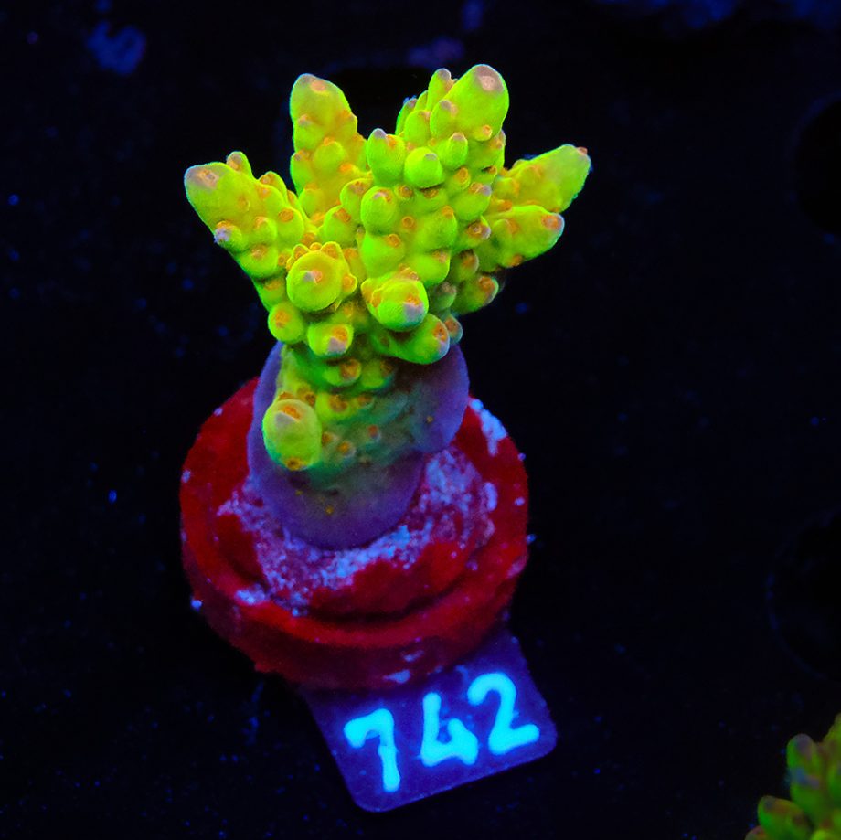 Acropora 'Wonderland'