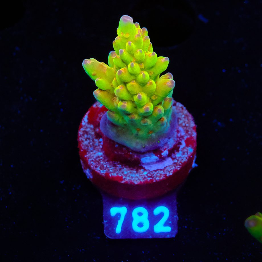 Acropora 'Wonderland'