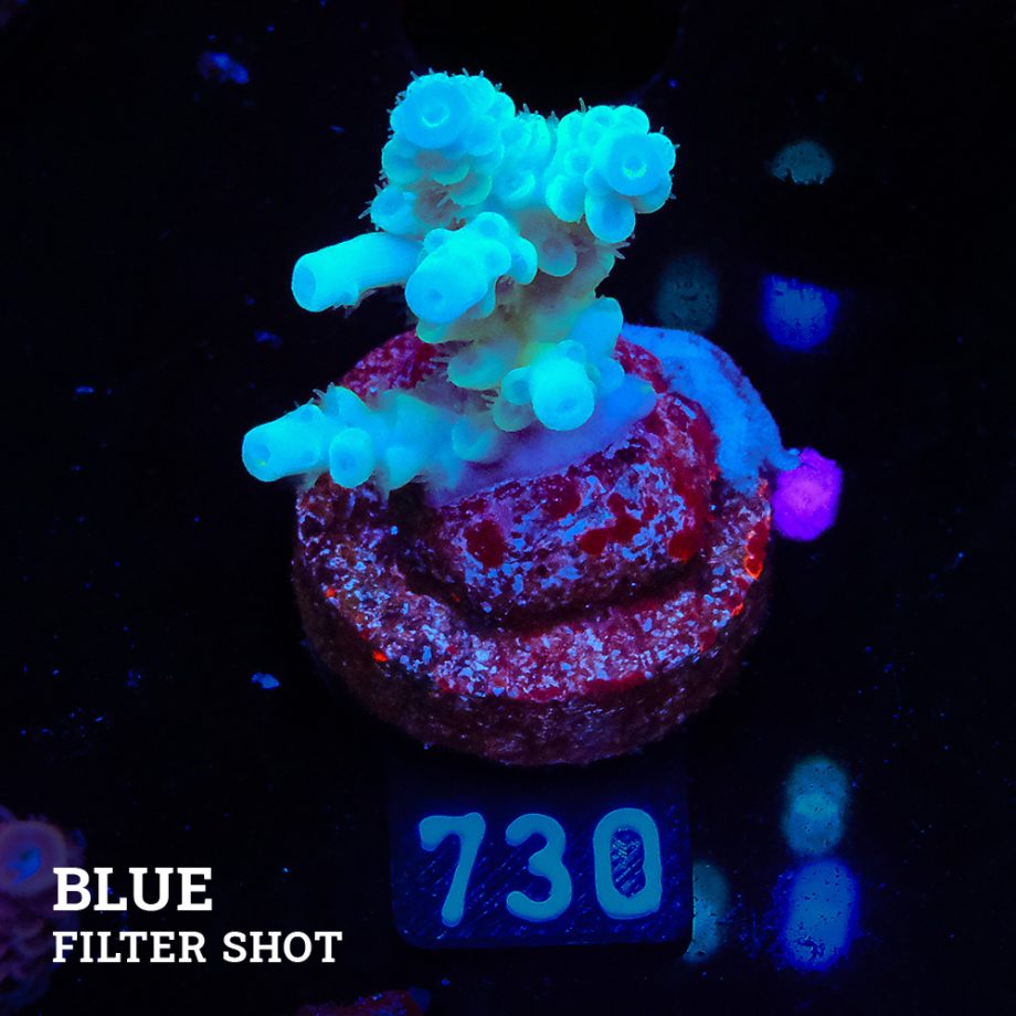 Acropora Tenuis 'Super Blue'
