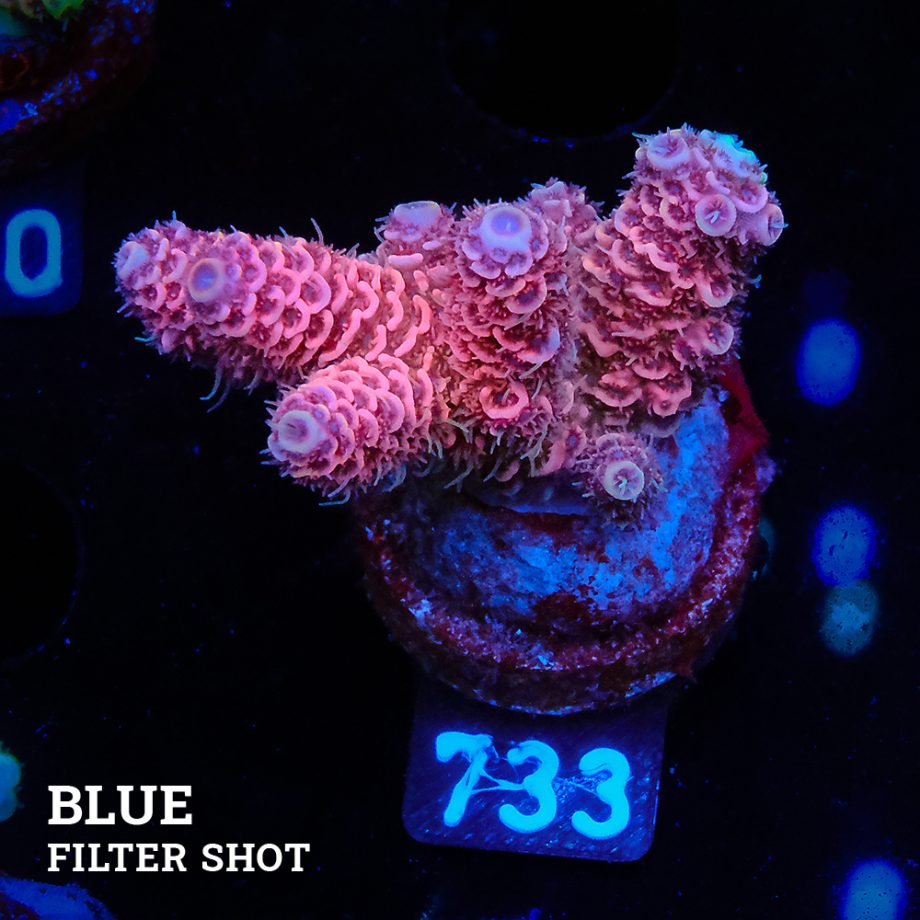 Acropora Millepora 'Pink & Purple'