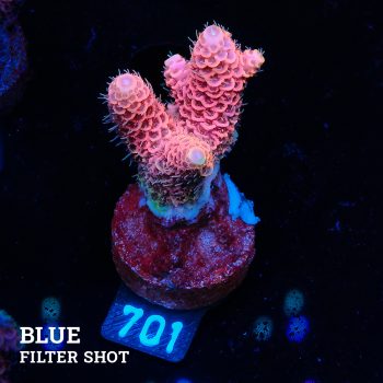 Acropora Millepora 'Pink