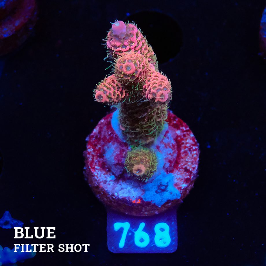 Acropora Millepora 'Pink & Green Polyps'