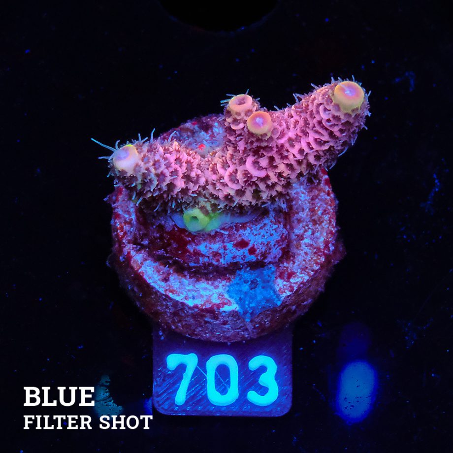 Acropora Millepora 'Pink