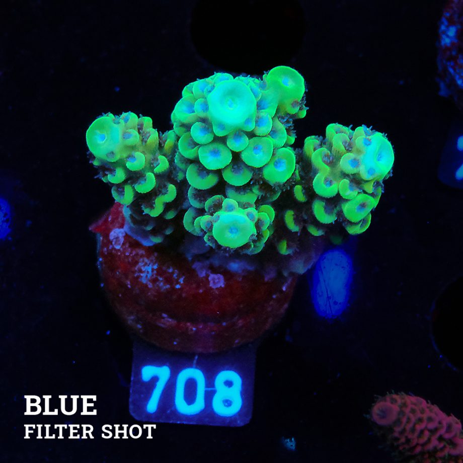 Acropora Sp.