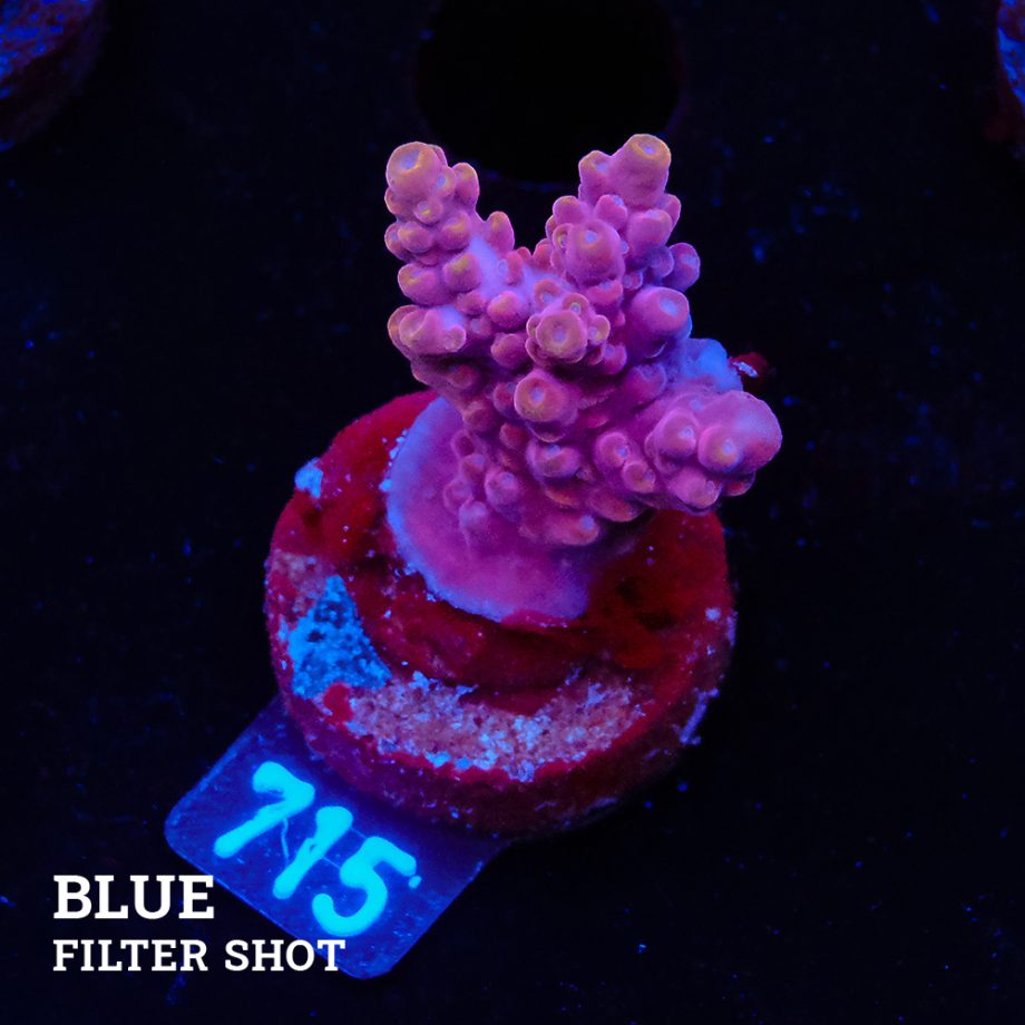 Acropora 'Pink Fluo'