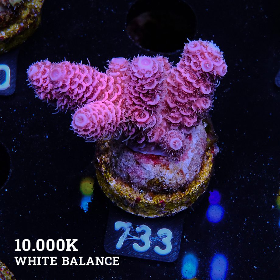 Acropora Millepora 'Pink & Purple'