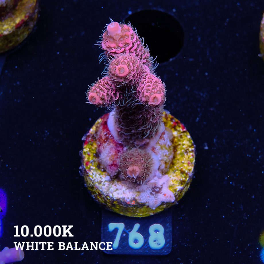 Acropora Millepora 'Pink & Green Polyps'