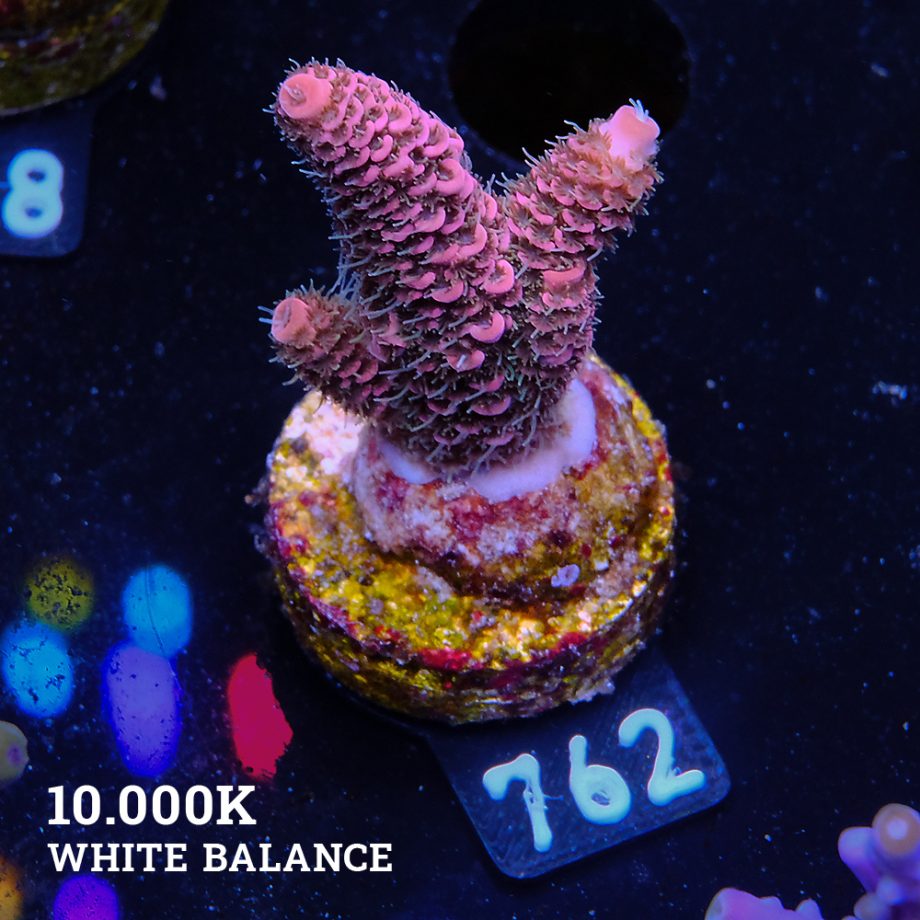 Acropora Millepora 'Pink & Green Polyps'