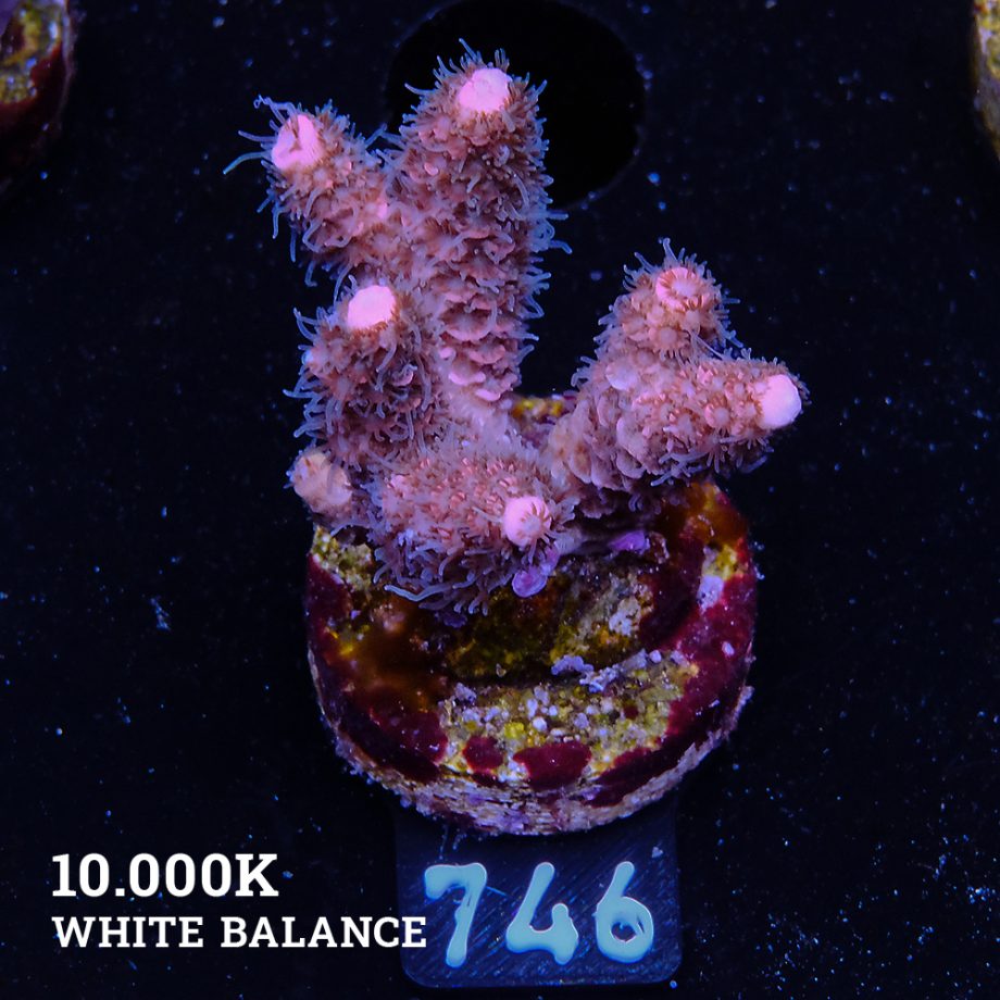 Acropora Millepora 'Pink