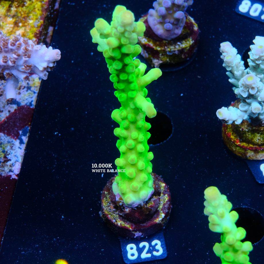 Acropora Austera 'Neon'