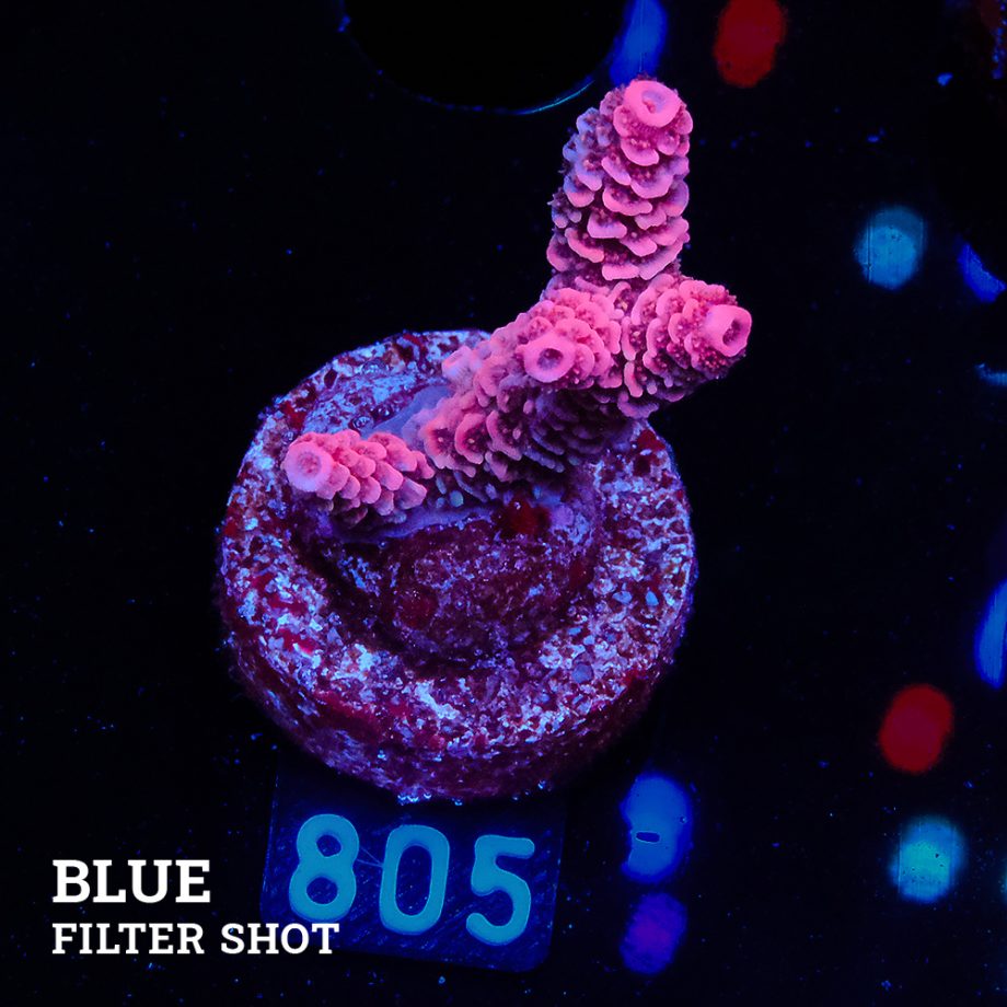Acropra Millepora - B-Ware