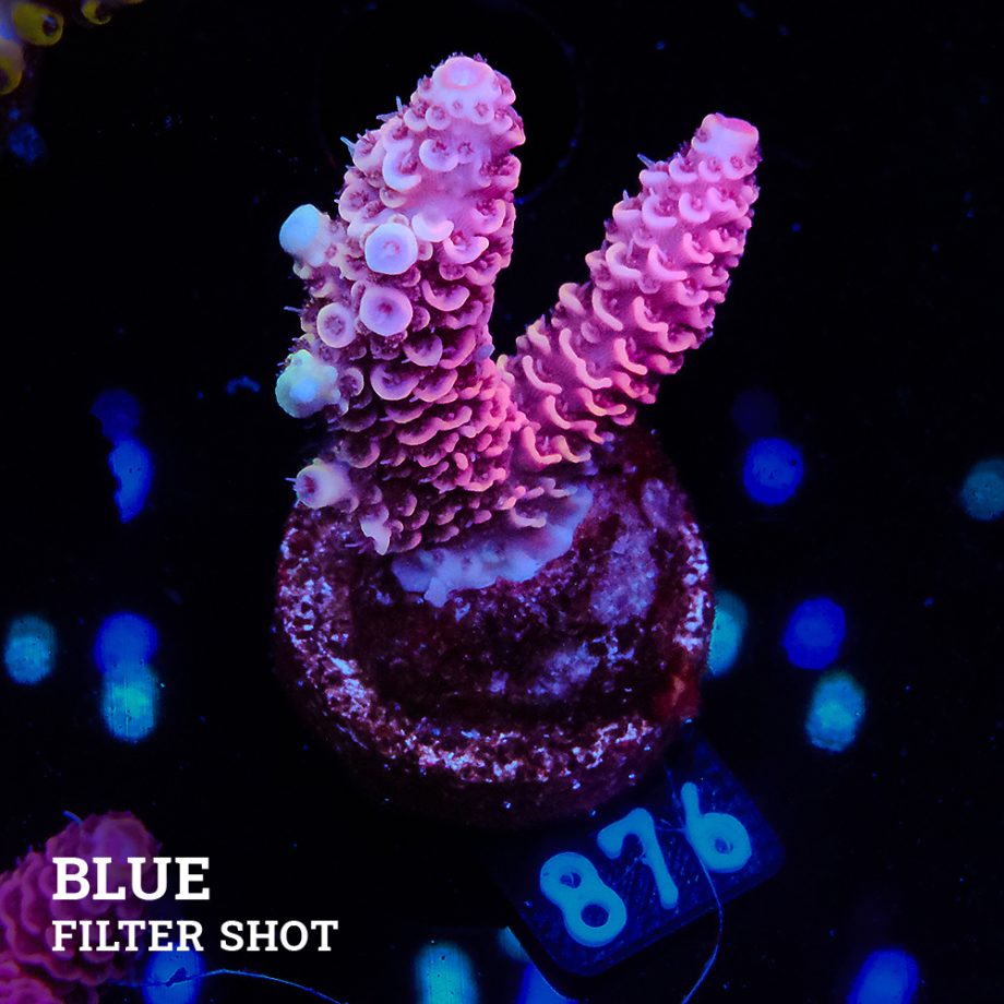 Acropora Millepora 'Pink'