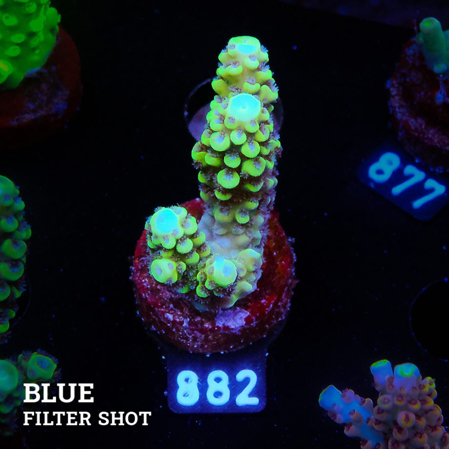 Acropora Nasuta