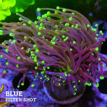 Euphyllia 'Black Torch'