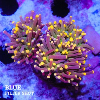 Euphyllia 'Black Torch Orange Tips'