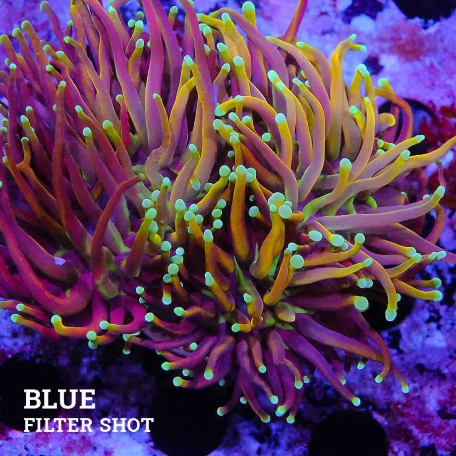 Euphyllia 'New York Nicks'