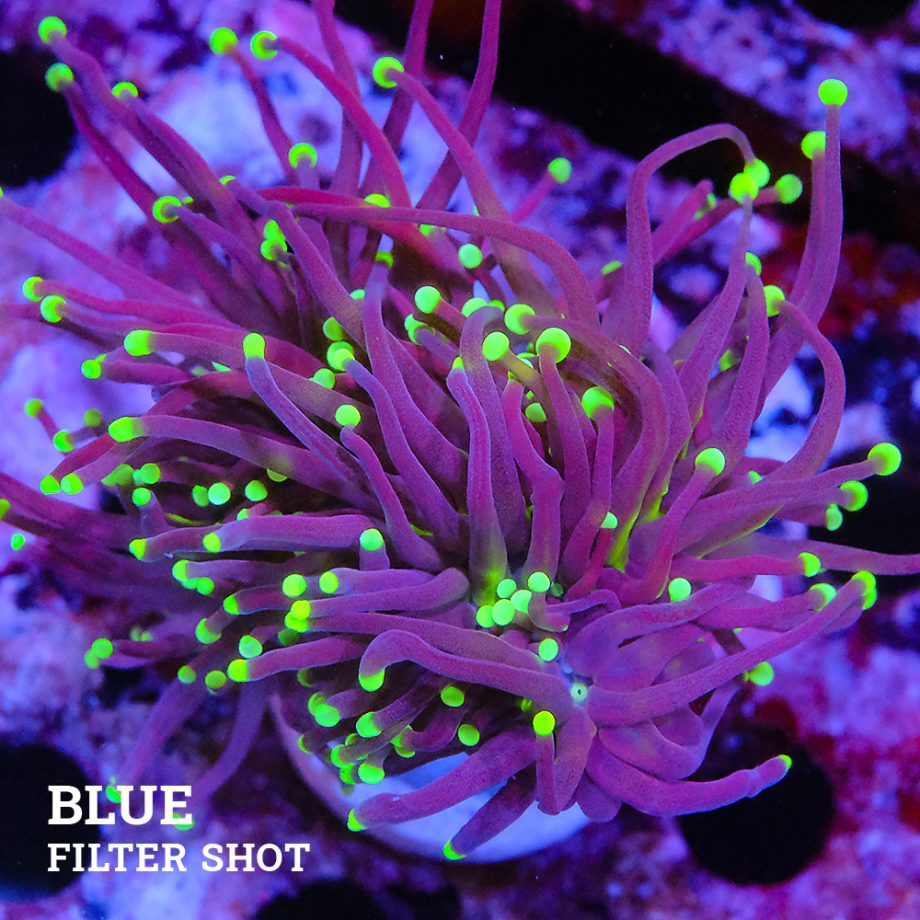 Euphyllia 'Black Torch'