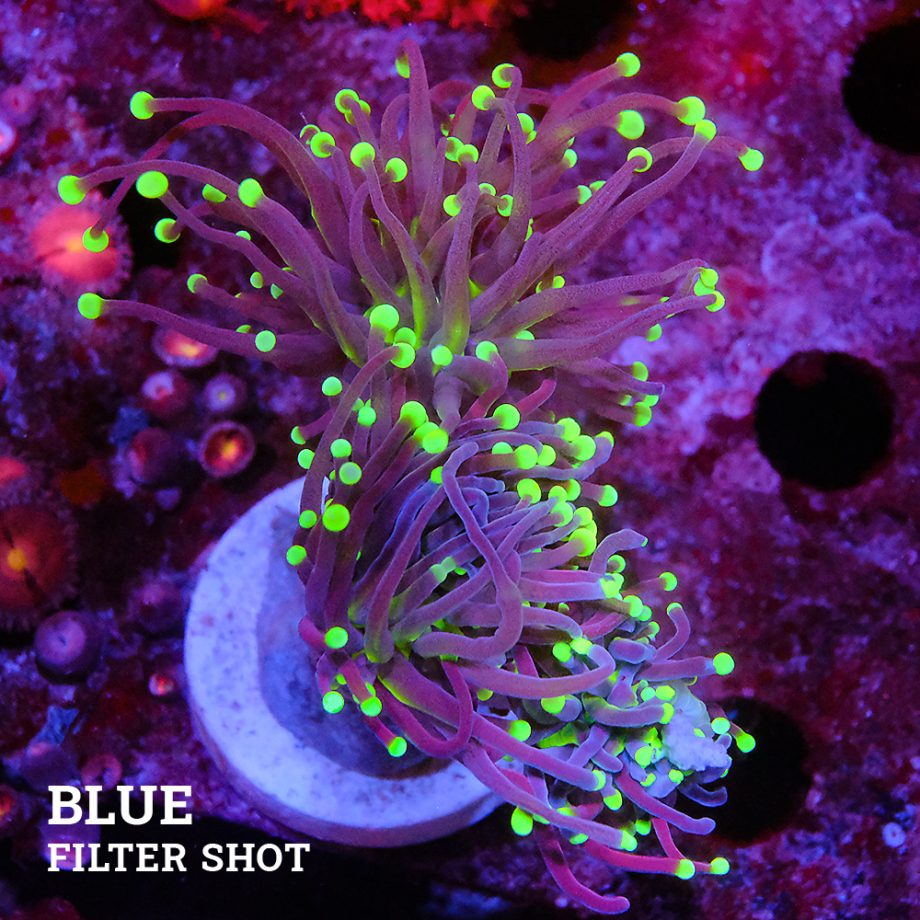 Euphyllia 'Black Torch'