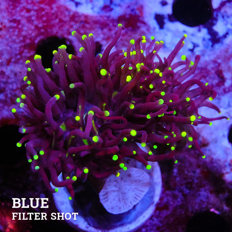 Euphyllia 'Black Torch Ultra'