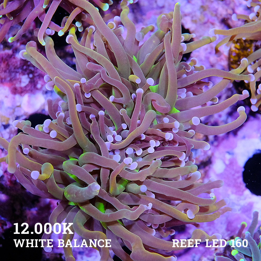 Euphyllia 'Holy Grail US-Style'