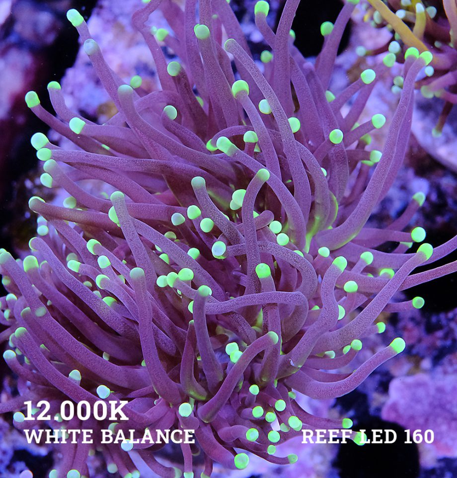 Euphyllia 'Black Torch'