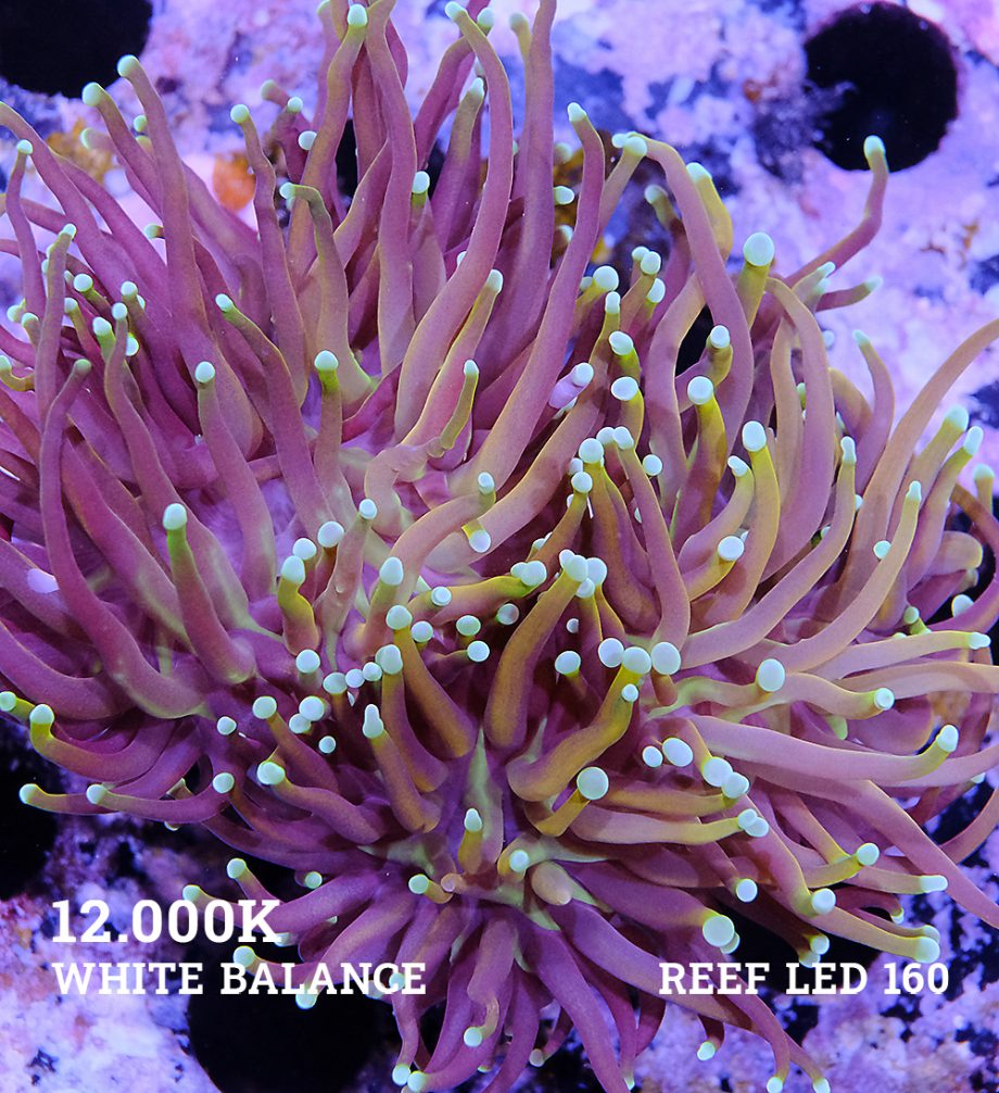 Euphyllia 'New York Nicks'