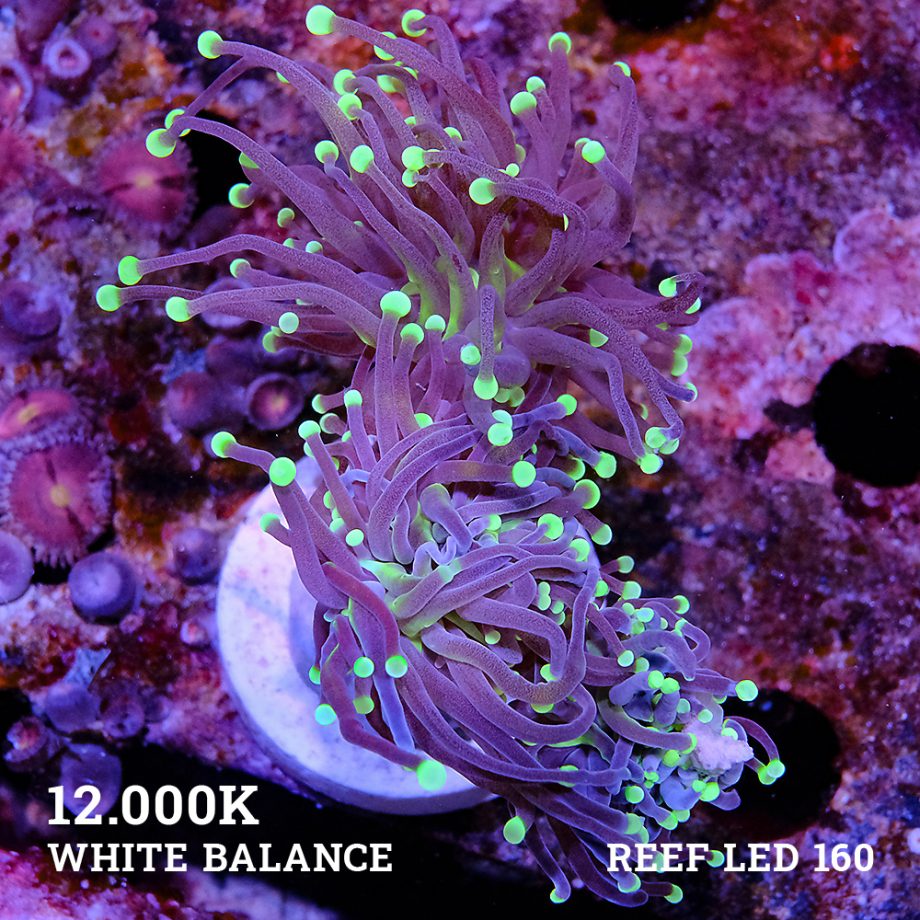 Euphyllia 'Black Torch'