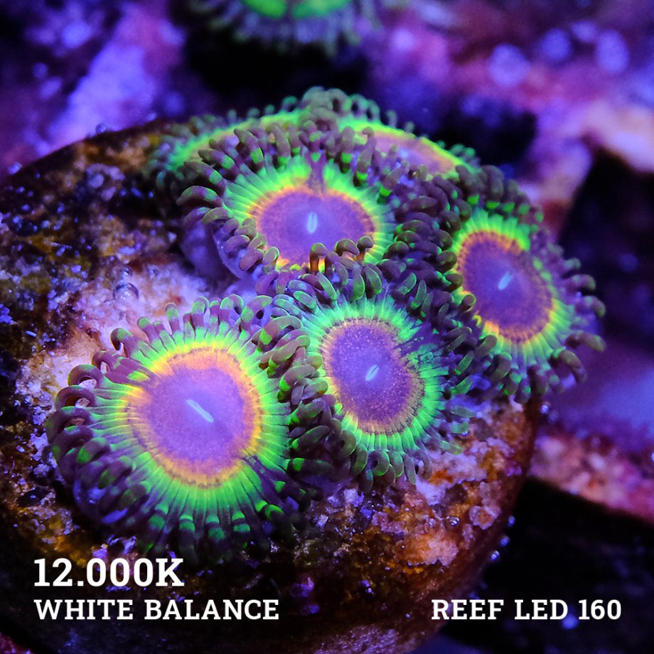 Little Shop of Horrors Zoas